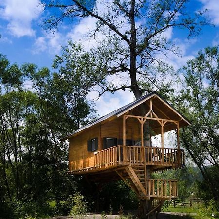Vila Cuibul Vulturilor - Casuta In Copac Moisei Exteriér fotografie